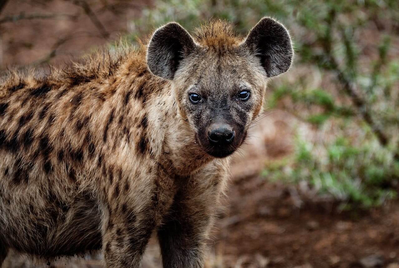 Hyenas