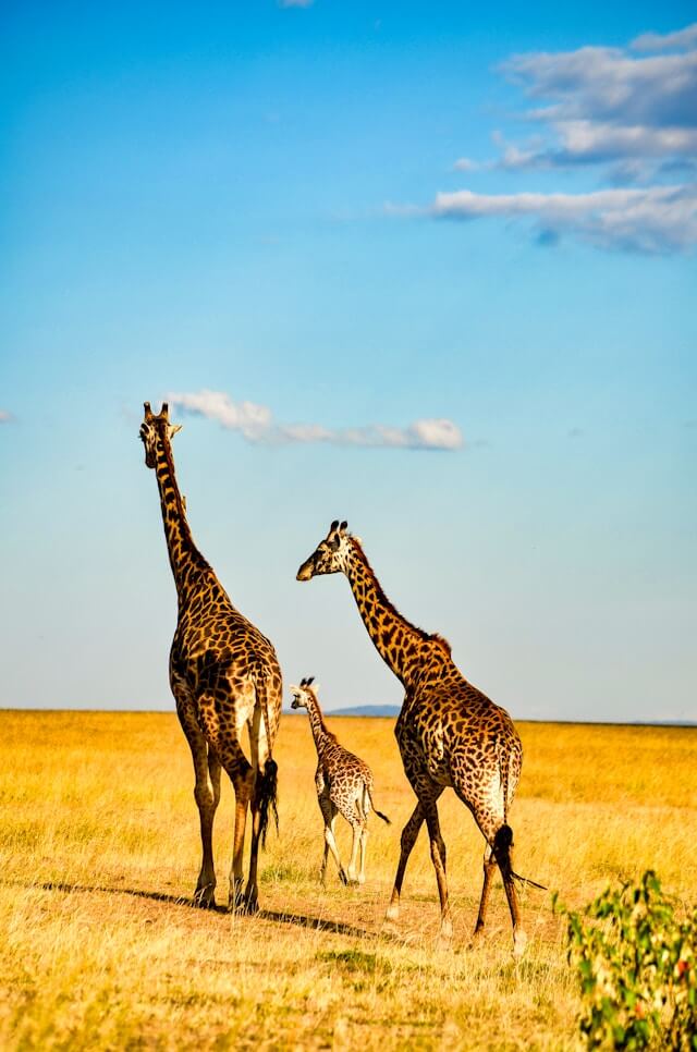 Giraffes spotted on Safari