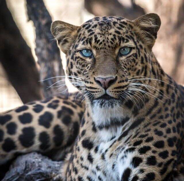 Leopard on Africa Safari
