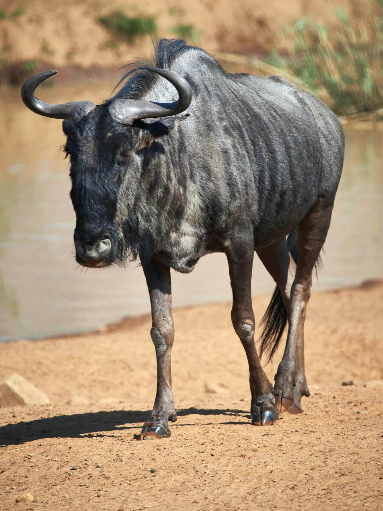 Wildebeest