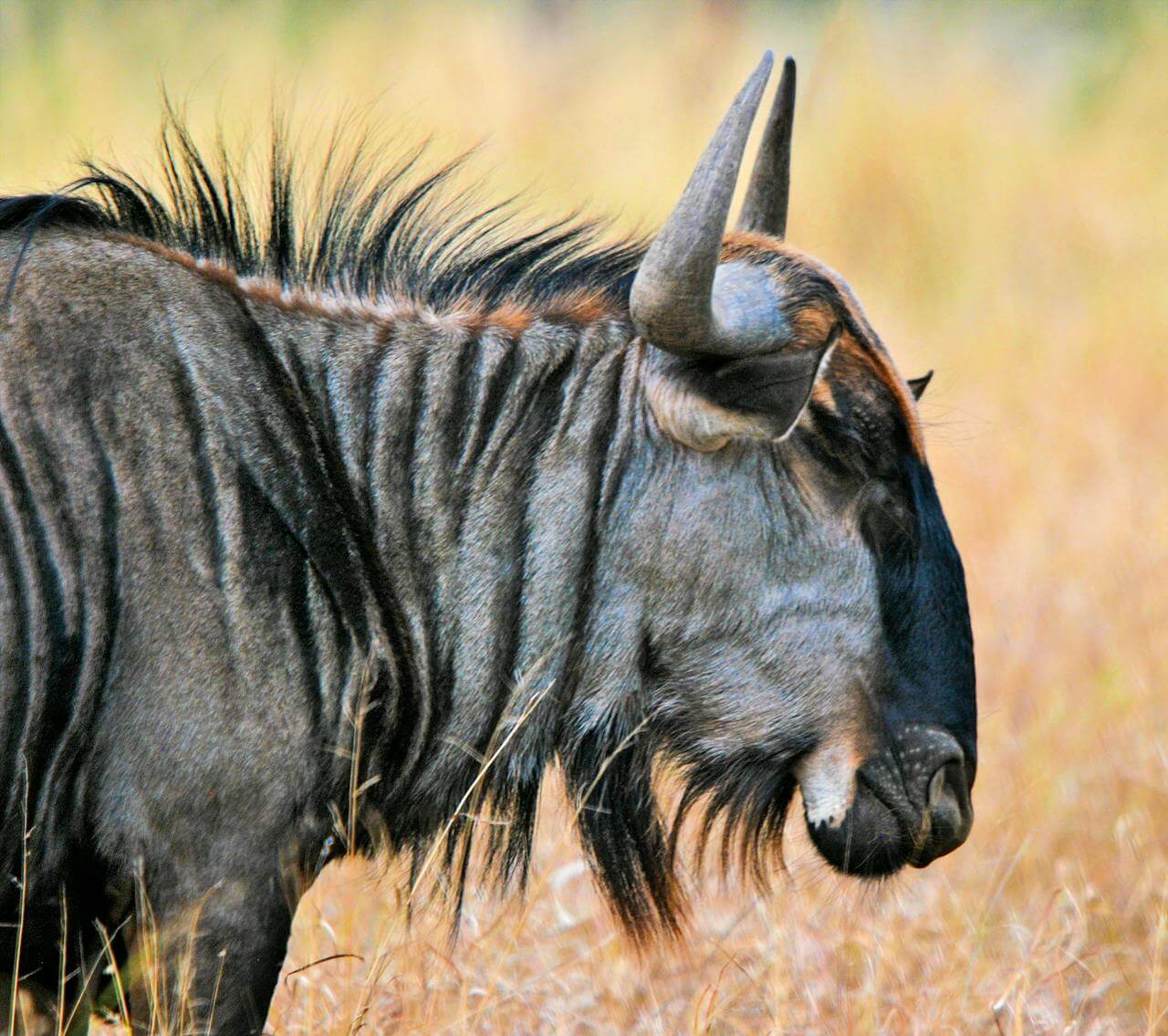 Wildebeest on Safaris