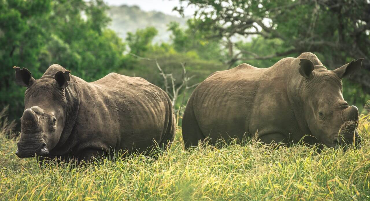 Rhinos at Serengeti Safari