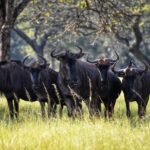 Best time for safari in Tanzania Serengeti Tanzania