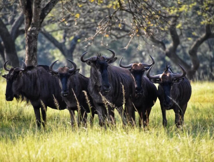 Best time for safari in Tanzania Serengeti Tanzania