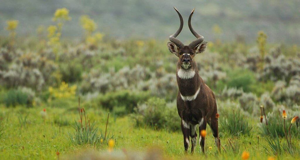 Bale Mountains National Park Ethiopia