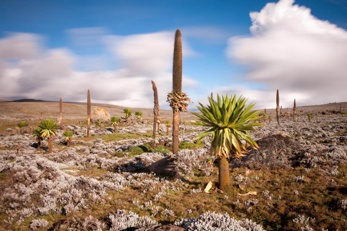 Bale Mountains National