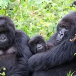Gorillas in Bwindi