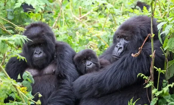 Gorillas in Bwindi