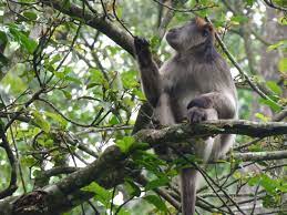 Monkey Kibale Uganda