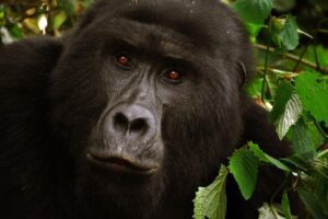 7 Days Rwanda Expedition