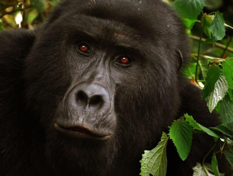 Gorilla in Rwanda