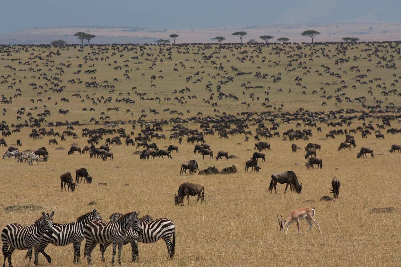 7 Days Kenya Safari (The Great Wildebeest Migration)