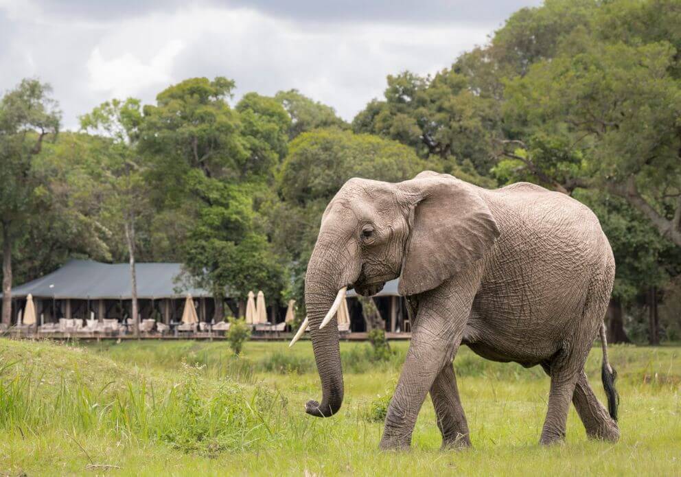 Little Governor's Camp Masai Mara Elephant