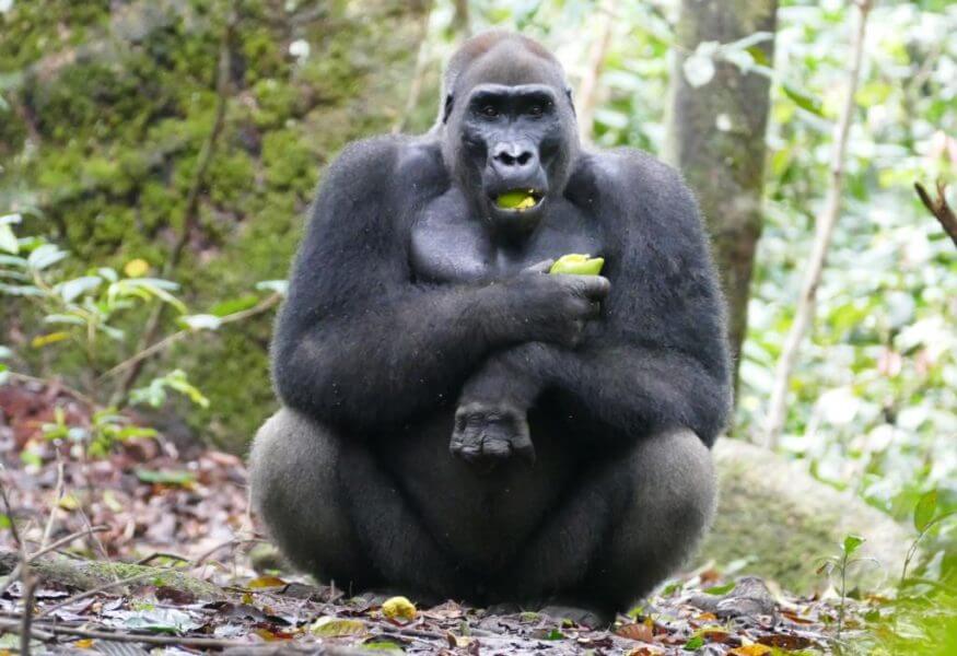 Loango National Park Gabon