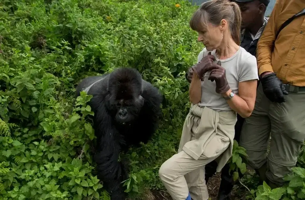 3 day gorilla trekking Uganda