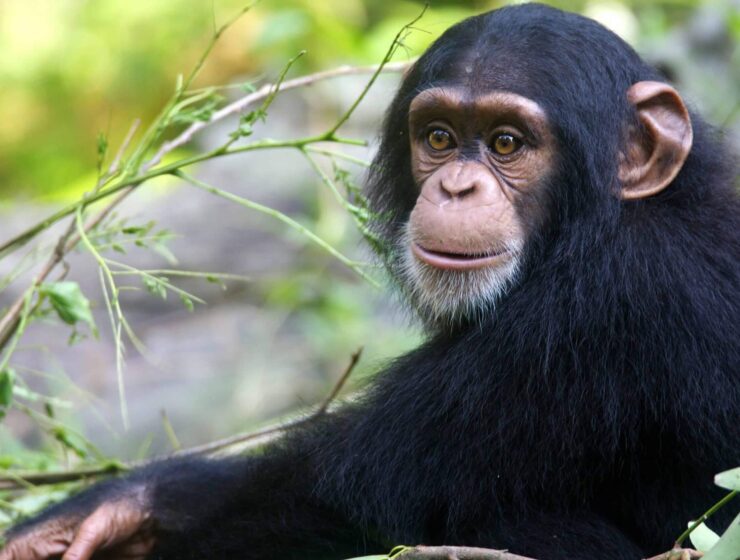 7 Days Gorilla Chimpanzee Safari