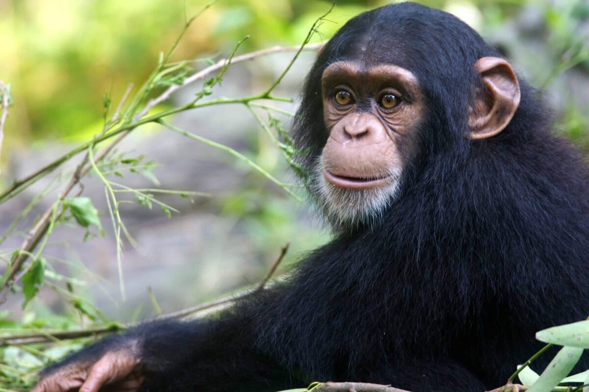 7 Days Gorilla and Chimpanzee Safari