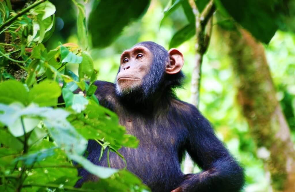 Chimpanzee in Kibale National Park