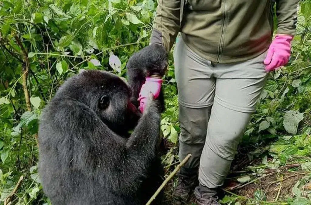 Gardening gloves for Gorilla trekking