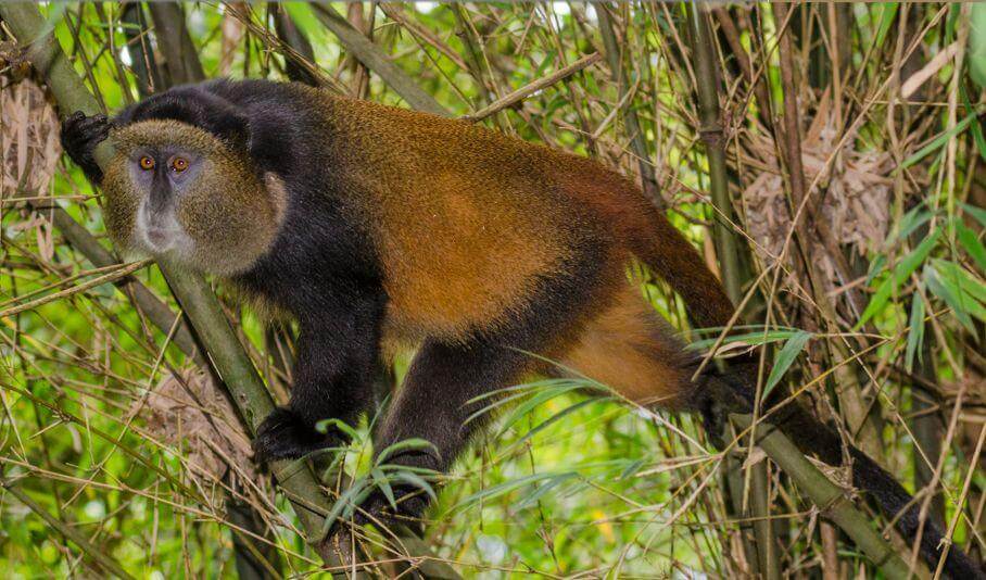 Golden monkeys in Volcanoes National Park, Rwanda