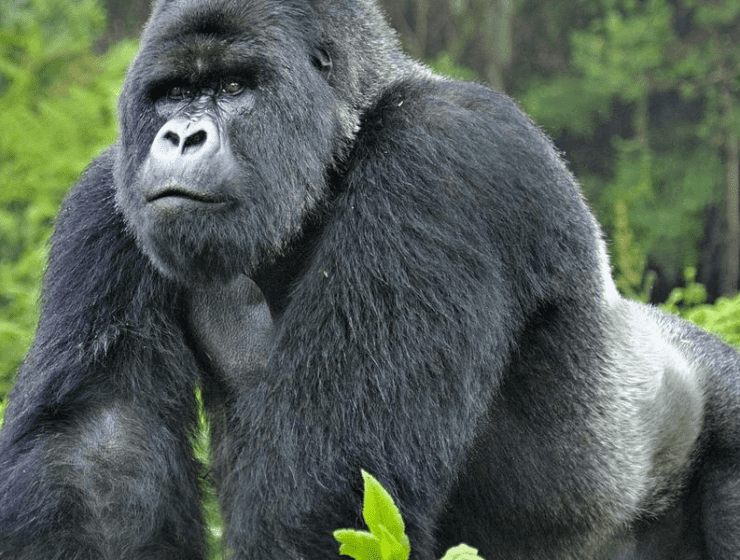 Gorilla in Bwindi Uganda spotted on a 10 days Uganda Safari