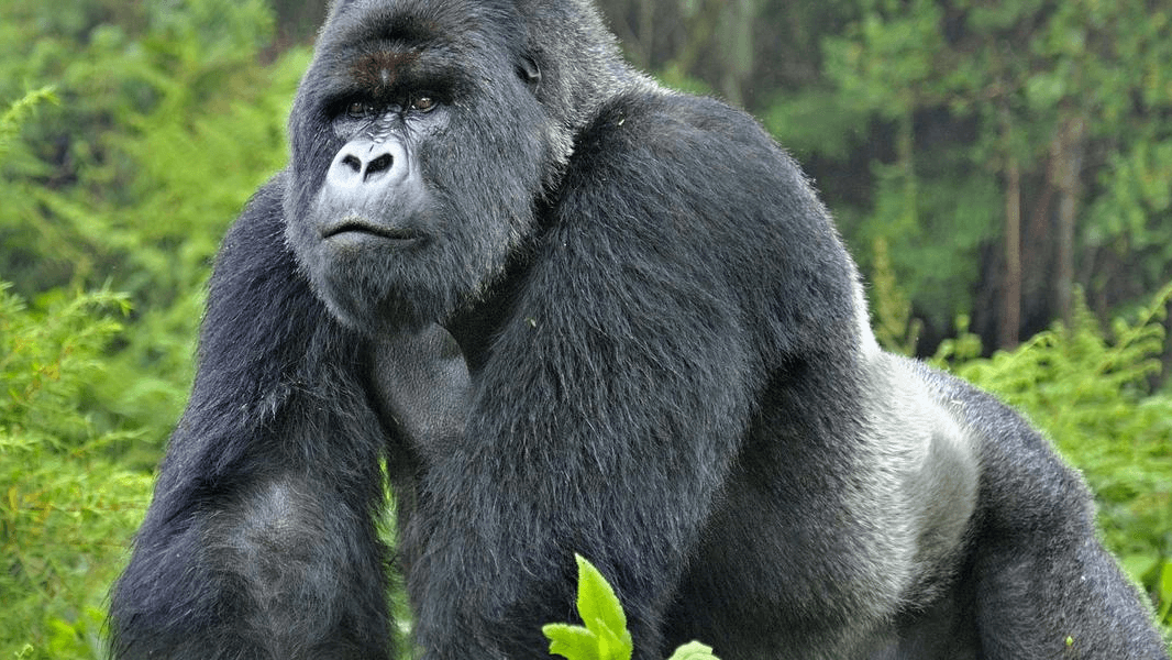 10 Days Uganda Rwanda Safari & Primate Trekking