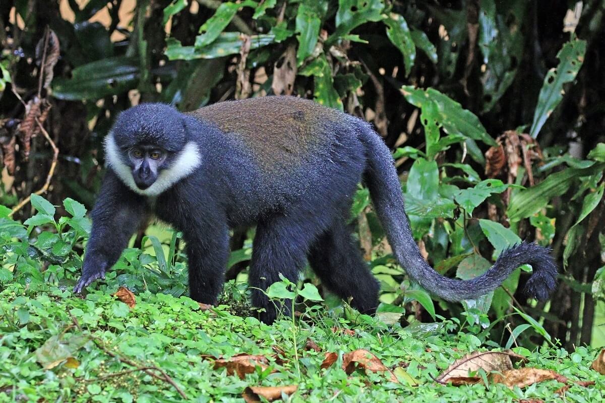 L’Hoest’s monkeys Uganda