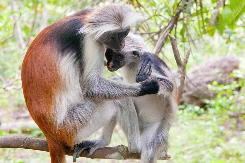 Red colobus monkeys in Uganda
