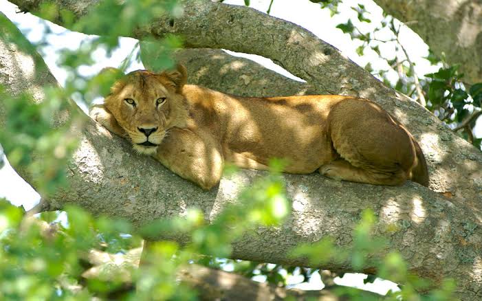 Tree climbing lion in Queen Elizabeth National Park