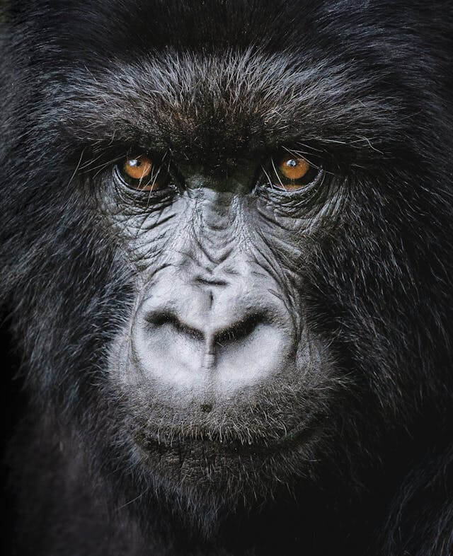 3 Day Gorilla Trekking Uganda