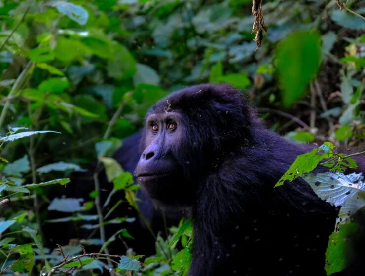 3 days gorilla trekking Bwindi