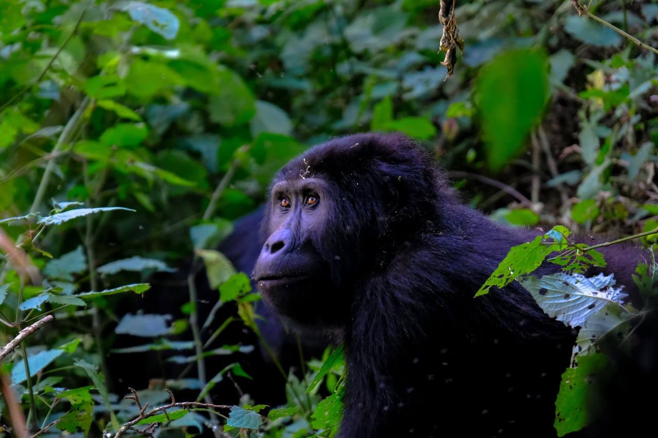 3 Day Gorilla Trekking Uganda Safari
