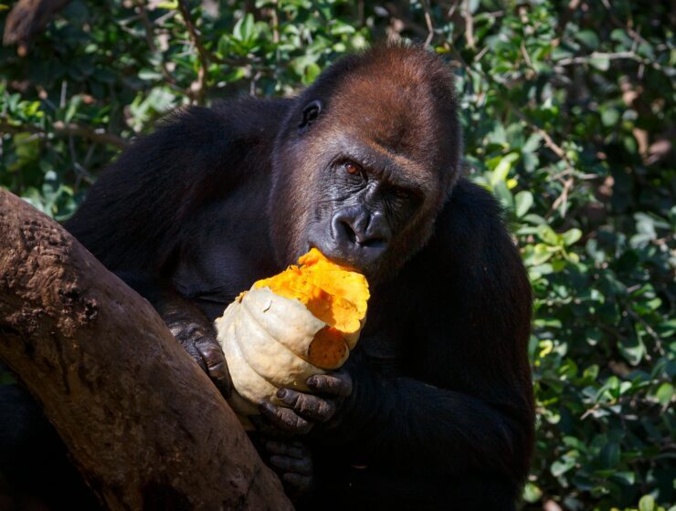 Gorilla sightings in Bwindi forest