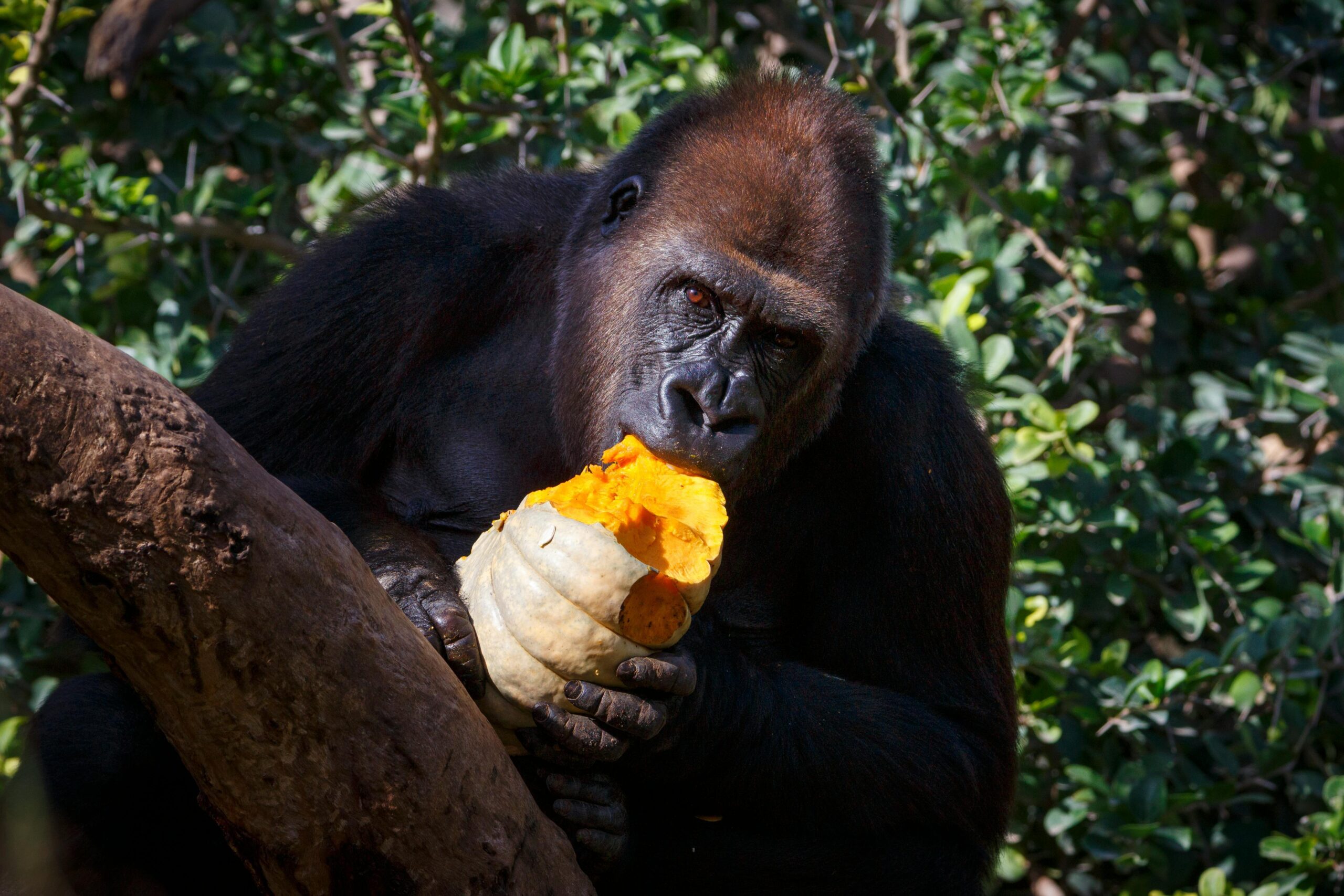4 DAYS RWANDA UGANDA GORILLA TREKKING