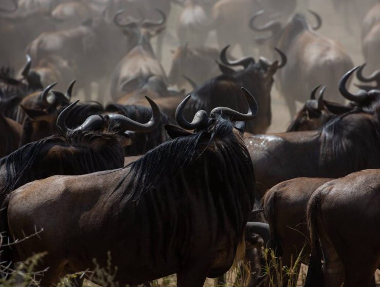 6 Days Tanzania Safari