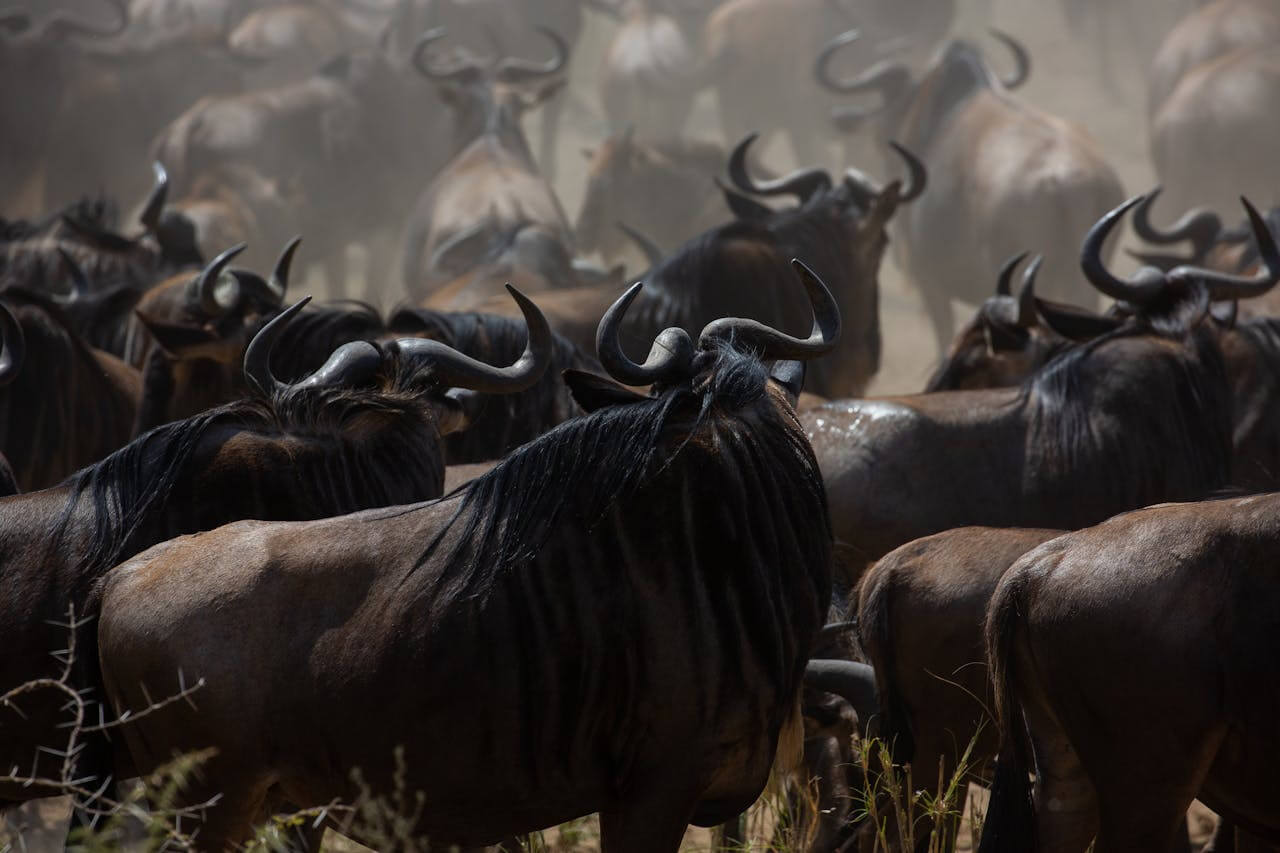 6 Days Tanzania Safari (Serengeti, Tarangire, & Ngorongoro)