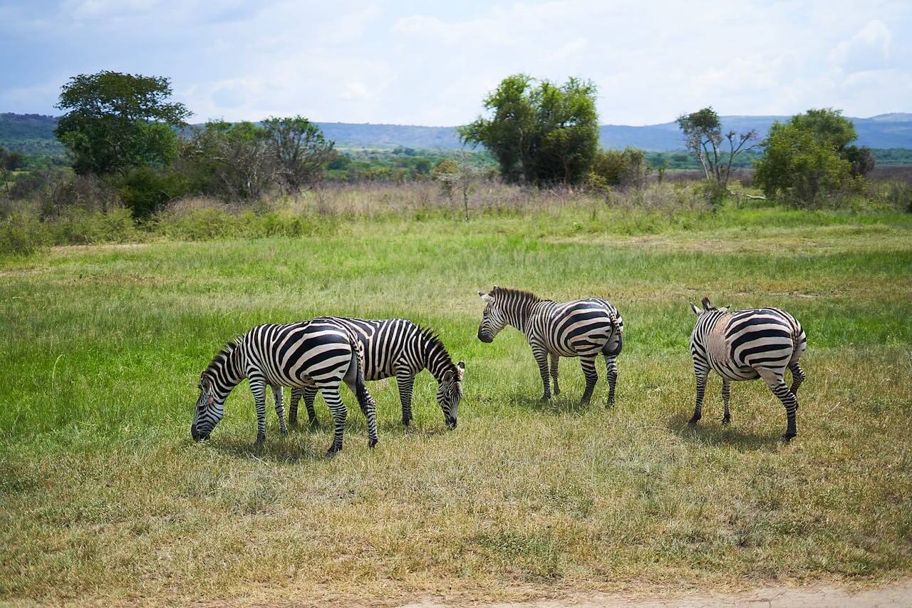 Zebras in Serengeti Tanzania