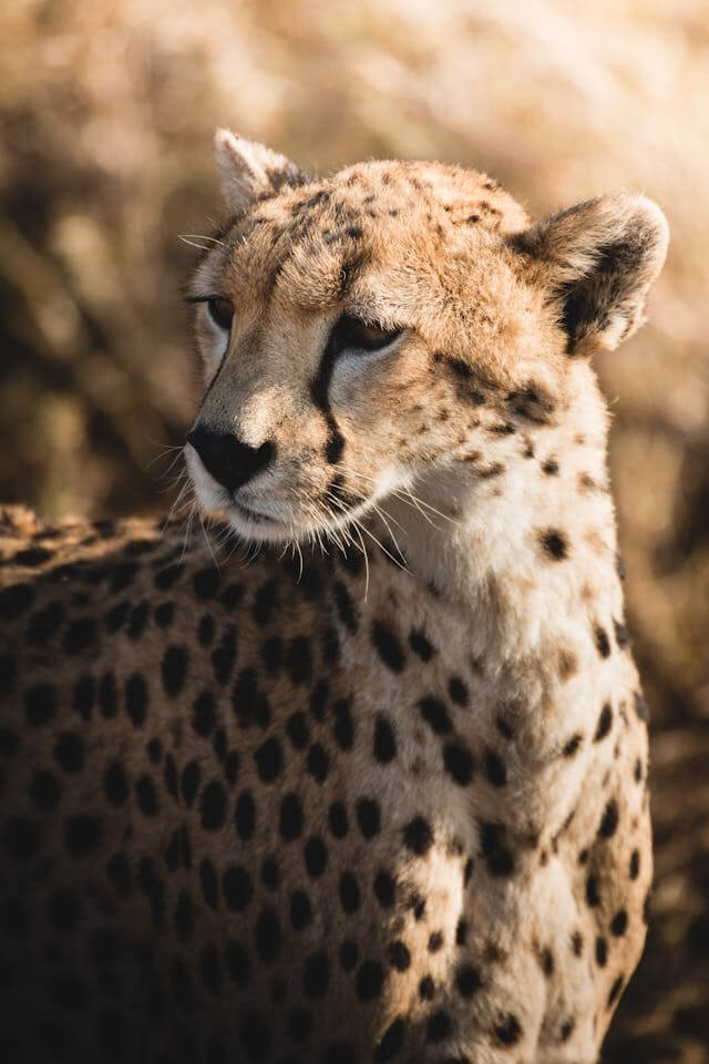 Cheetah in Tanzania