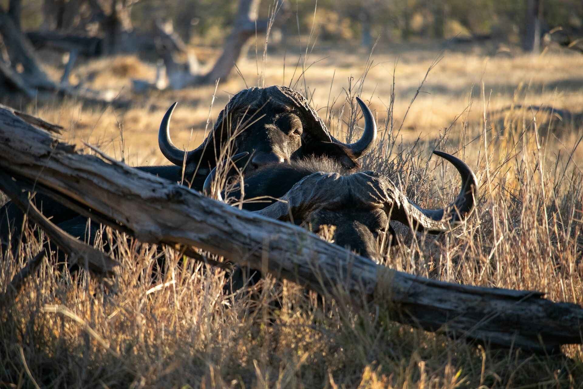 Botswana Wildlife Photography Safari: 7 Days in Khwai & Moremi