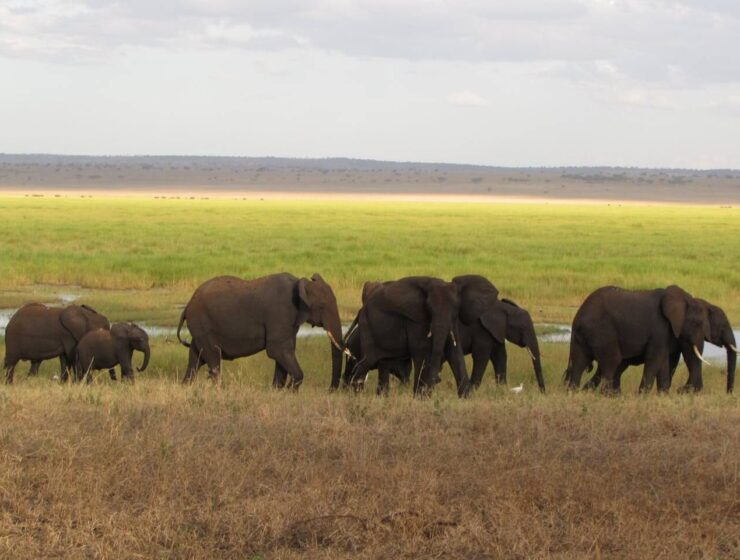 Chobe South Africa luxury safari