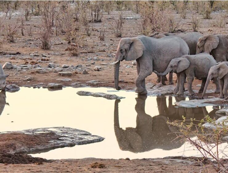 Elephants spotted on 8 Day Namibia Tour