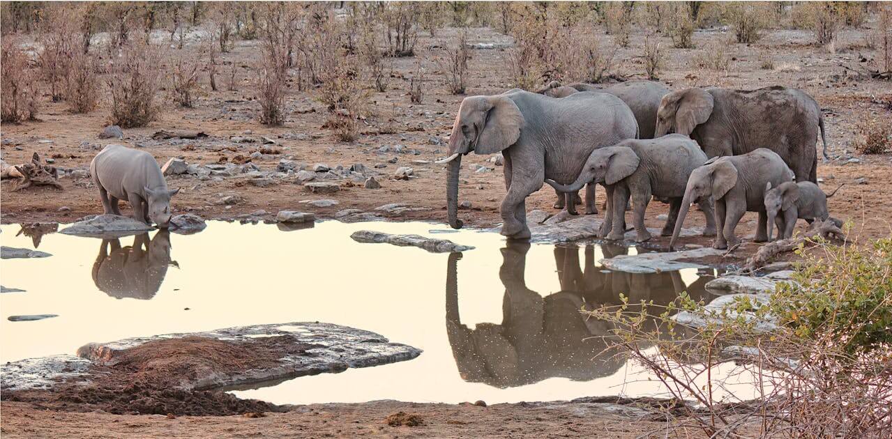 Elephants spotted on 8 Day Namibia Tour