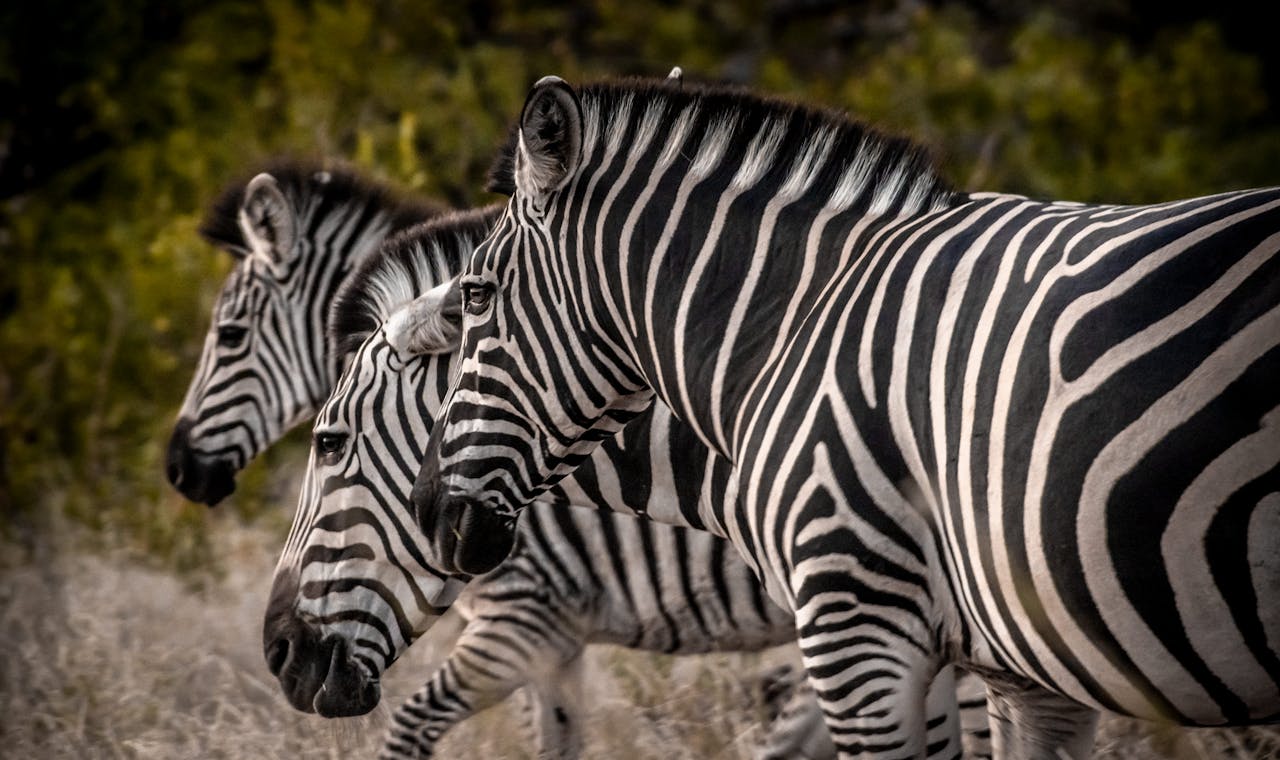 Zebras