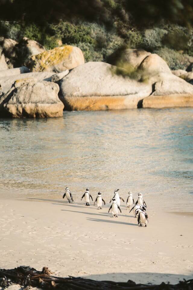 Penguins South Africa