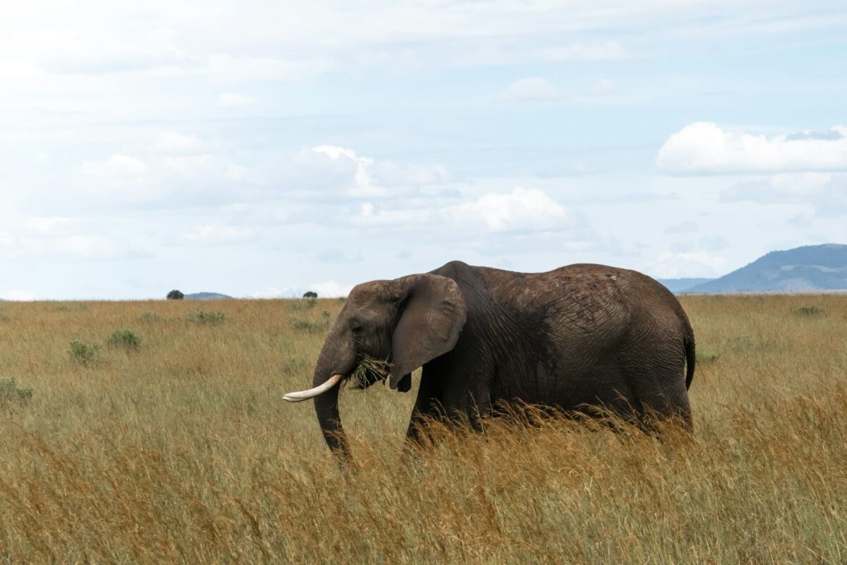 Elephant spotted on Kenya flying safari