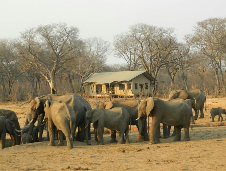 Elephants spotted on 6 Days Zimbabwe safari