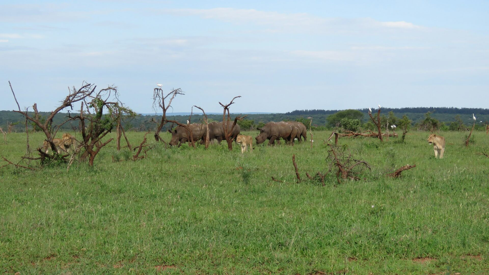 Rhinos at Matobo National Park
