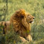 How Much Does a 2 Week African Safari Cost