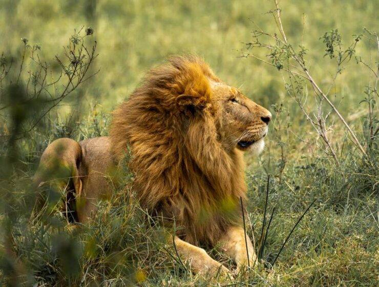 How Much Does a 2 Week African Safari Cost
