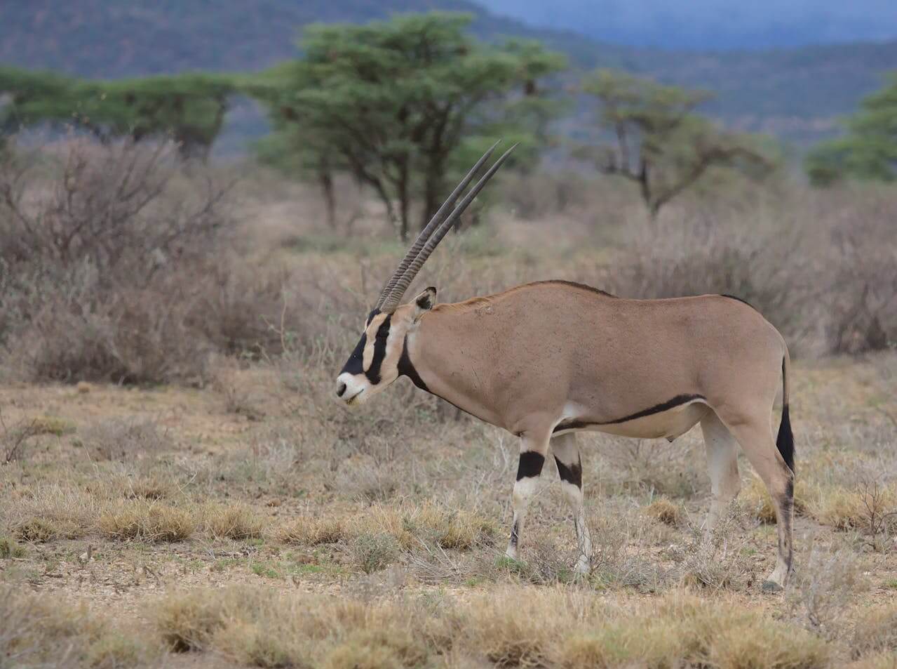 Beisa Oryx in Samburu
